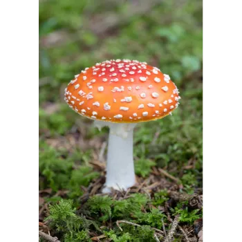 Mushroom (28)-4308662-51913.webp